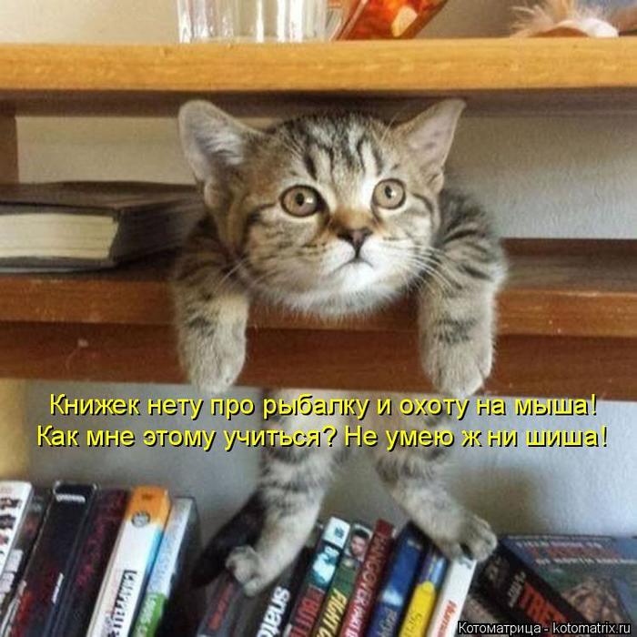 4743317_kotomatritsa_h (700x700, 70Kb)