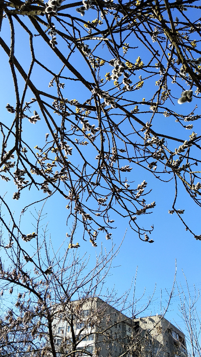 IMG_20210402_154155 (393x700, 533Kb)