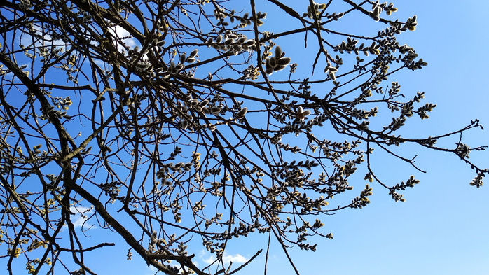 IMG_20210402_154233 (700x393, 500Kb)