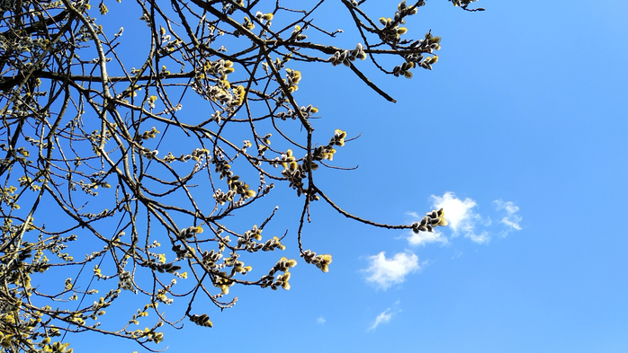IMG_20210402_154256 (700x393, 410Kb)