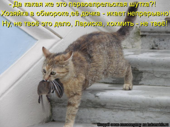 kotomatritsa_h (700x524, 343Kb)