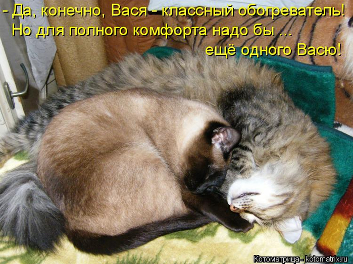kotomatritsa_l (700x524, 447Kb)