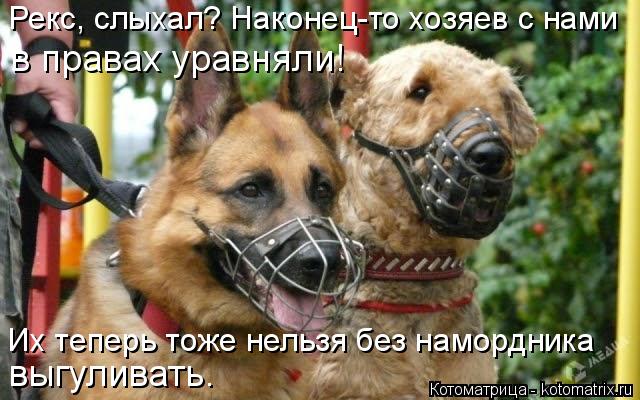 4743317_kotomatritsa_q (640x400, 58Kb)