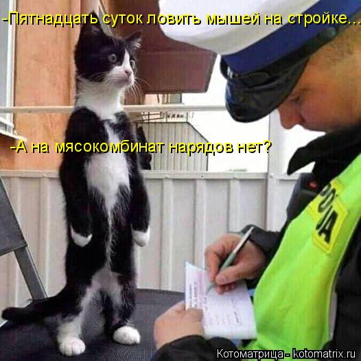 4743317_kotomatritsa_C_1 (526x526, 48Kb)