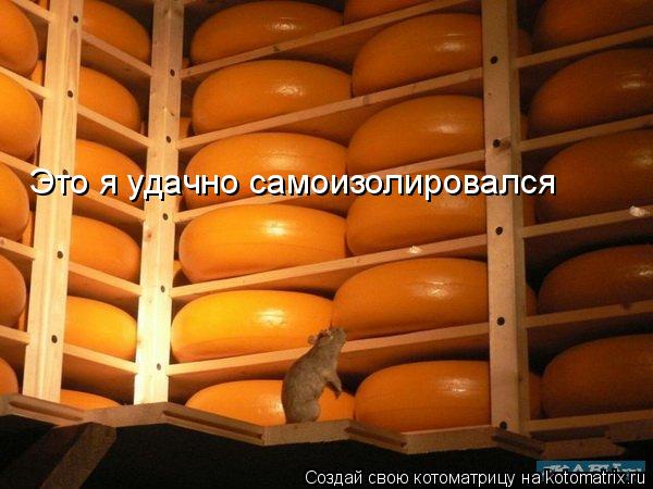 4743317_kotomatritsa_e_1 (600x450, 46Kb)