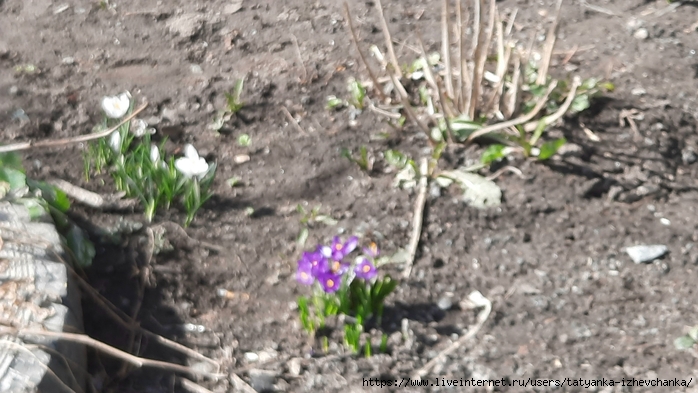 20210414_115459 (700x393, 243Kb)