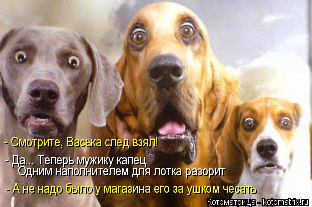 4743317_kotomatritsa_e (625x416, 52Kb)