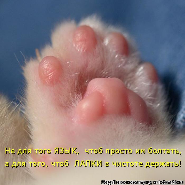 4743317_kotomatritsa_JH (700x700, 47Kb)