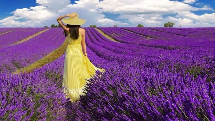 lavender-768x432 (700x393, 79Kb)