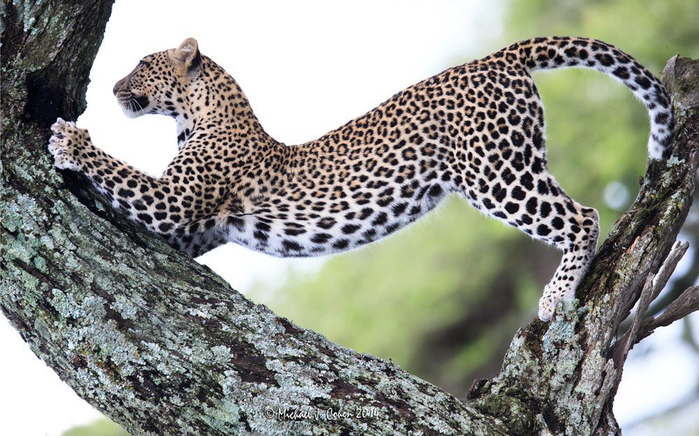 natsionalnyy-park-serengeti_9 (700x436, 364Kb)