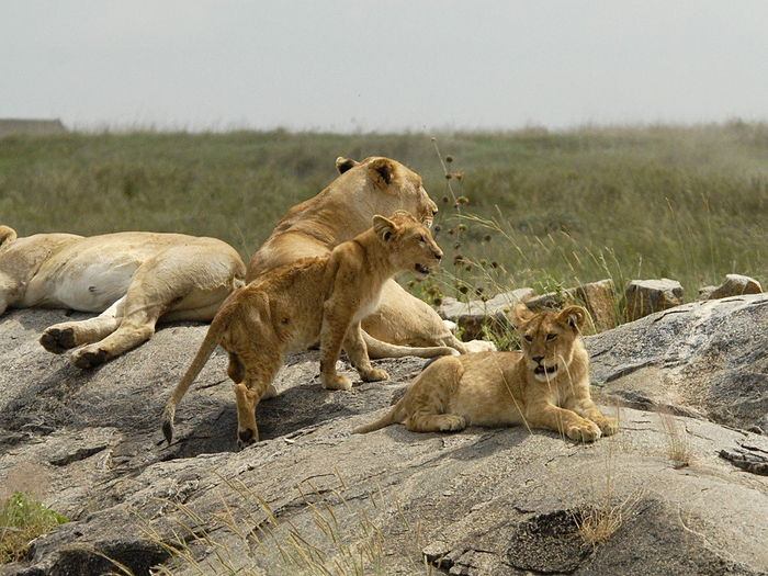 natsionalnyy-park-serengeti_17 (700x525, 409Kb)