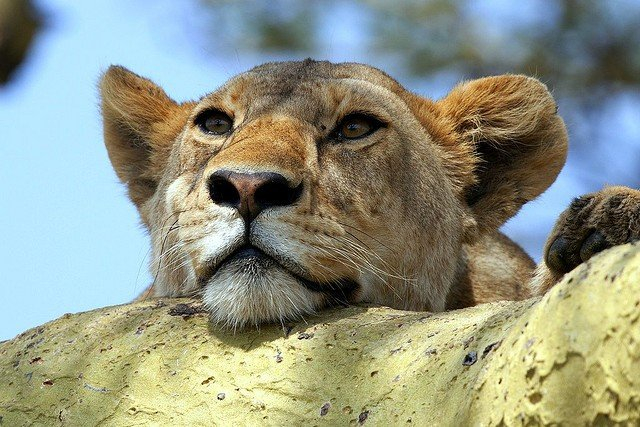 natsionalnyy-park-serengeti_24 (640x427, 327Kb)
