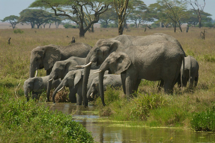 natsionalnyy-park-serengeti_36 (700x468, 406Kb)