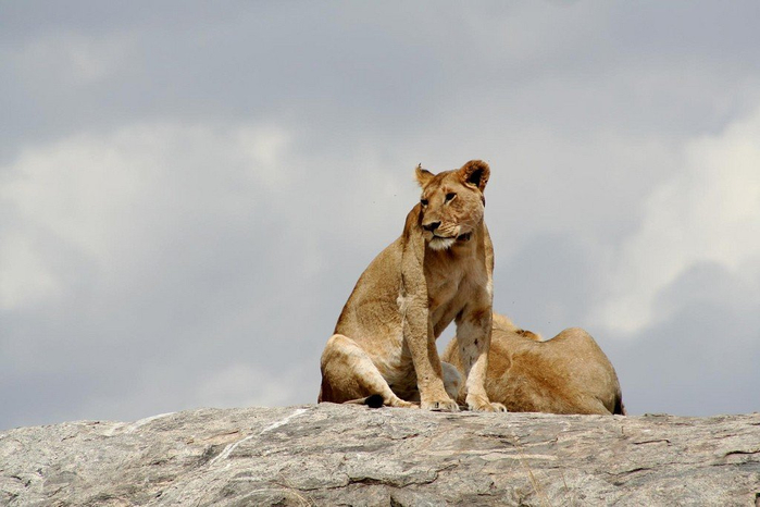 natsionalnyy-park-serengeti_45 (700x466, 233Kb)