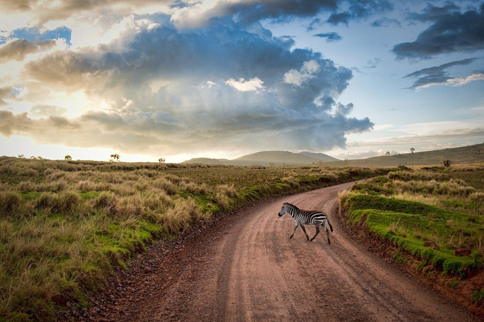 natsionalnyy-park-serengeti_51 (700x465, 380Kb)