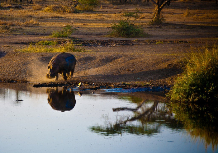 natsionalnyy-park-serengeti_66 (700x492, 424Kb)