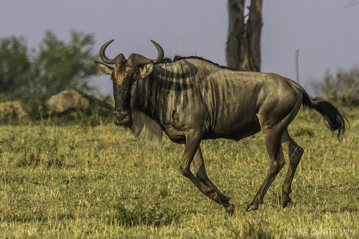 natsionalnyy-park-serengeti_74 (700x466, 387Kb)