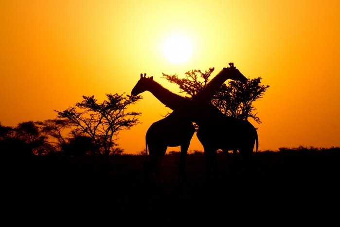 natsionalnyy-park-serengeti_77 (700x466, 217Kb)