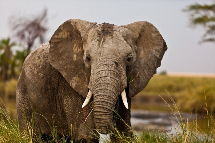 natsionalnyy-park-serengeti_82 (700x466, 353Kb)