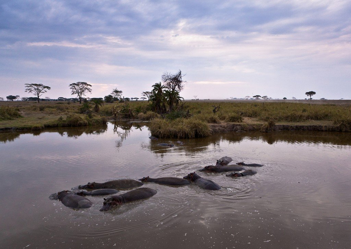 natsionalnyy-park-serengeti_85 (700x497, 306Kb)