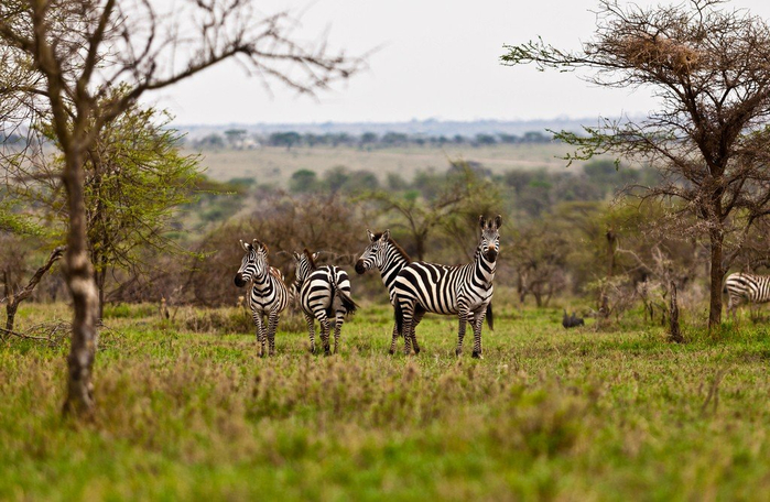 natsionalnyy-park-serengeti_89 (700x456, 388Kb)