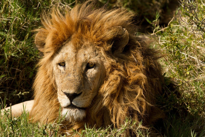 natsionalnyy-park-serengeti_93 (700x466, 479Kb)
