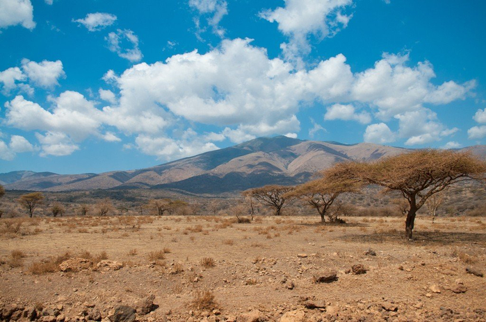 natsionalnyy-park-serengeti_96 (700x464, 378Kb)