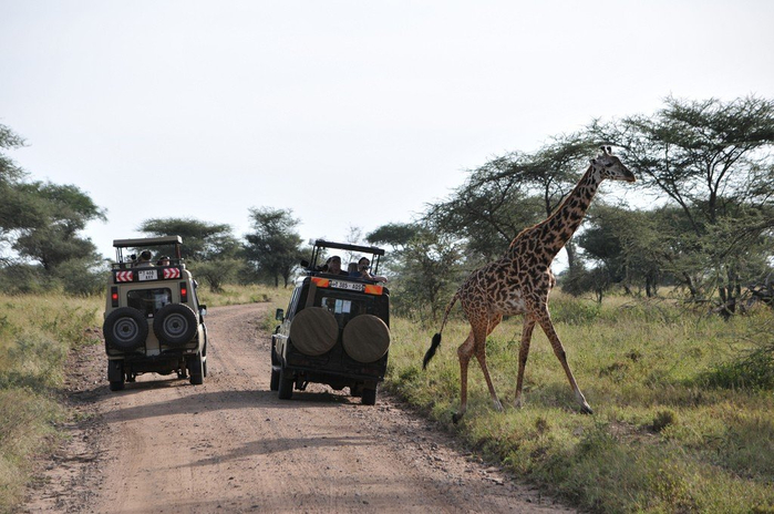 natsionalnyy-park-serengeti_99 (700x464, 313Kb)