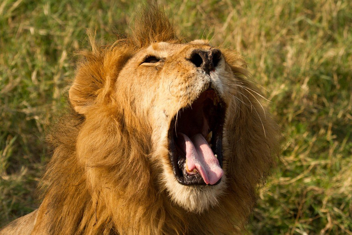 natsionalnyy-park-serengeti_102 (700x466, 399Kb)