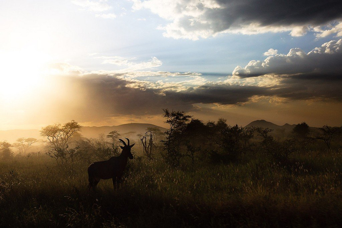 natsionalnyy-park-serengeti_106 (700x466, 294Kb)