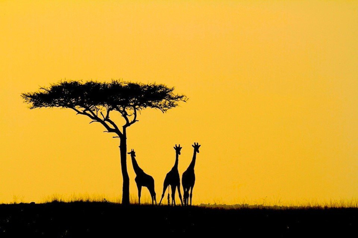 natsionalnyy-park-serengeti_109 (700x466, 251Kb)