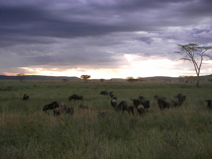 natsionalnyy-park-serengeti_112 (700x525, 358Kb)