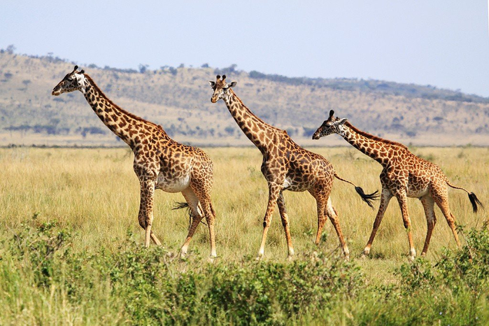 natsionalnyy-park-serengeti_114 (700x466, 402Kb)