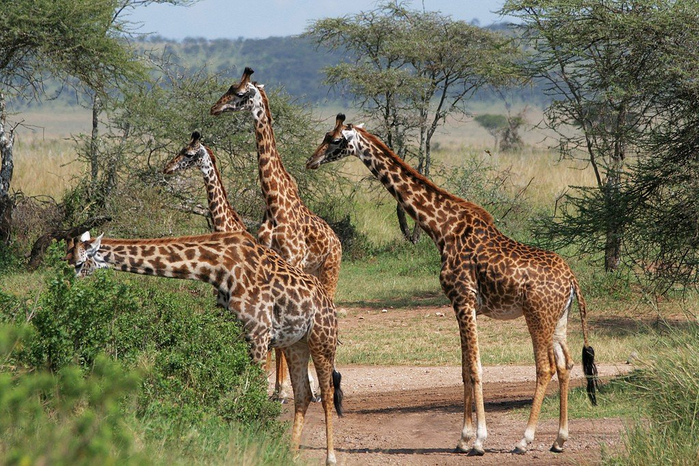 natsionalnyy-park-serengeti_116 (700x466, 467Kb)