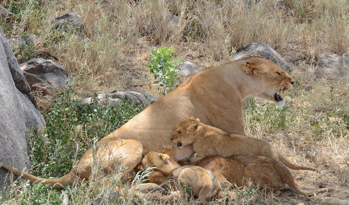 natsionalnyy-park-serengeti_118 (700x412, 407Kb)