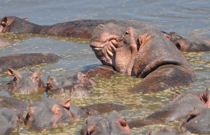 natsionalnyy-park-serengeti_122 (700x449, 387Kb)