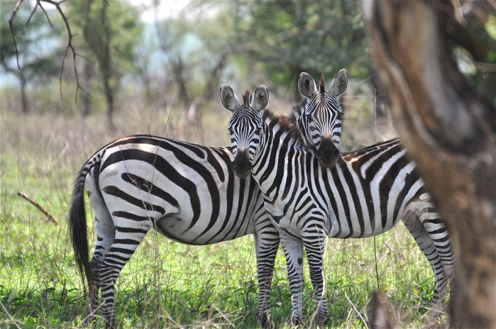 natsionalnyy-park-serengeti_125 (700x464, 390Kb)