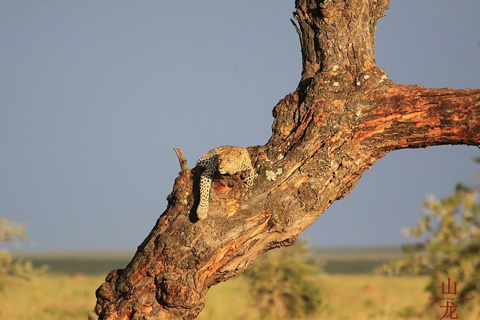 natsionalnyy-park-serengeti_127 (700x466, 357Kb)