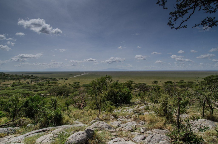 natsionalnyy-park-serengeti_142 (700x463, 344Kb)