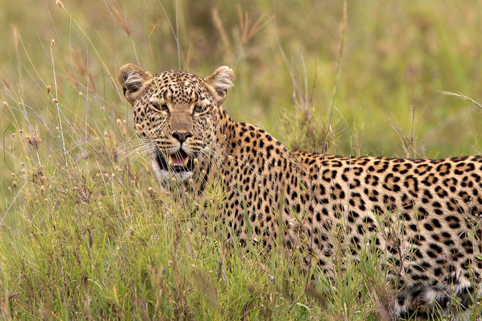 natsionalnyy-park-serengeti_144 (700x466, 456Kb)
