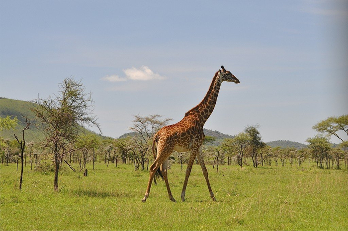natsionalnyy-park-serengeti_146 (700x466, 321Kb)