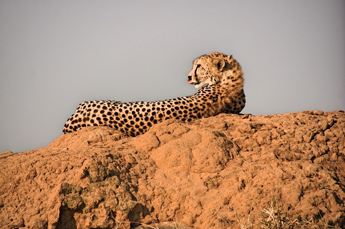 natsionalnyy-park-serengeti_150 (700x465, 377Kb)