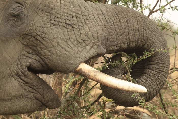 natsionalnyy-park-serengeti_152 (700x466, 398Kb)