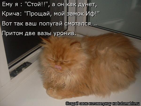 4743317_kotomatritsa_U (600x450, 39Kb)