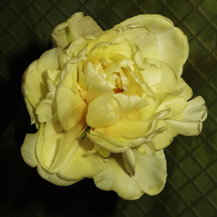 01 (700x700, 55Kb)