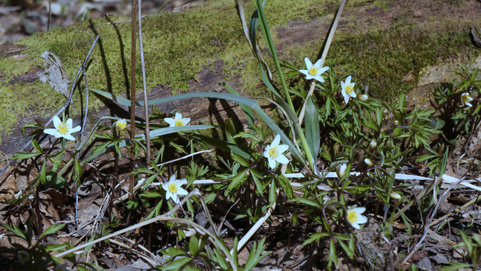 DSC02750 (700x394, 488Kb)
