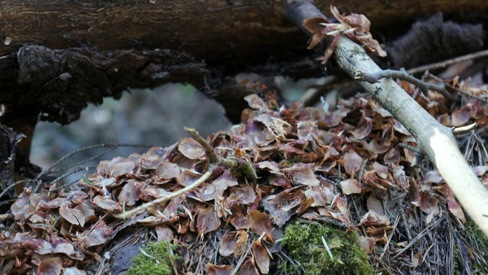 DSC02756 (700x393, 375Kb)