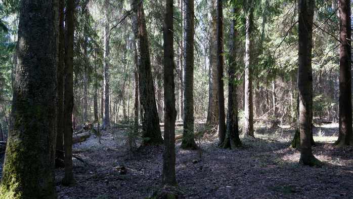DSC02759 (700x393, 454Kb)