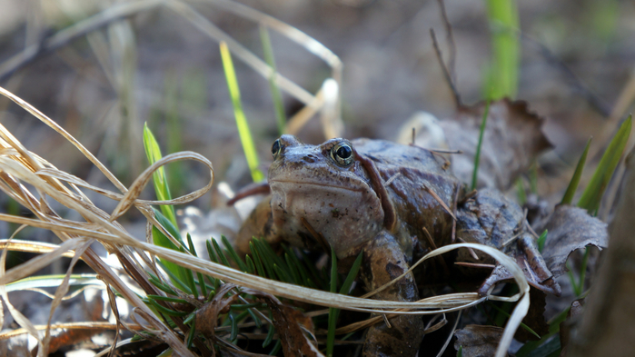 DSC02769 (700x393, 336Kb)