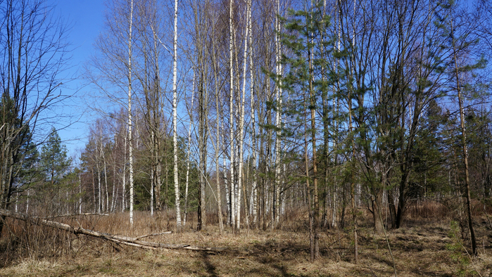 DSC02792 (700x394, 510Kb)
